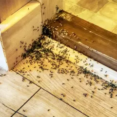 Plaga mrówek w rogu pokoju, na drewnianej podłodze i listwach. Szukasz sposobu, jak się pozbyć mrówek z domu?