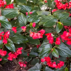 Kwitnąca begonia dragon, gotowa na zimowanie. Jej jaskrawoczerwone kwiaty i błyszczące liście tworzą piękny dywan.