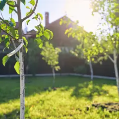 Młody sad owocowy w słońcu. Zielona trawa, młode drzewka, dom w tle.