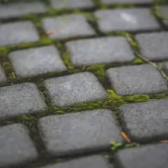 Mech na kostce brukowej? Oto jak usunąć go, by ścieżka znów lśniła.