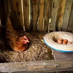 Kura siedzi na gnieździe w drewnianym kurniku, obok słomiany kapelusz z jajkami.