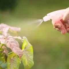 Różowy spryskiwacz z wodą jako grunt dla rośliny o różowo-zielonych liściach.