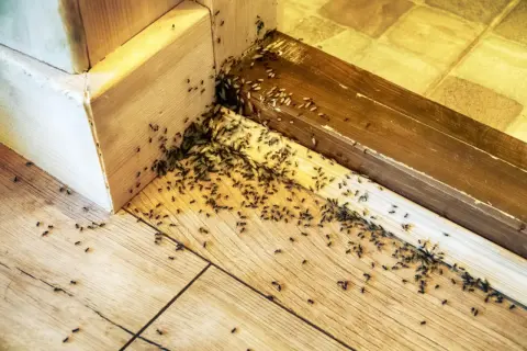 Plaga mrówek w rogu pokoju, na drewnianej podłodze i listwach. Szukasz sposobu, jak się pozbyć mrówek z domu?