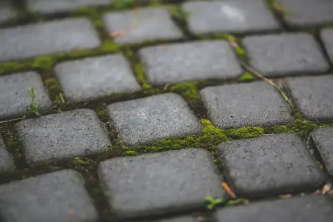 Mech na kostce brukowej? Oto jak usunąć go, by ścieżka znów lśniła.