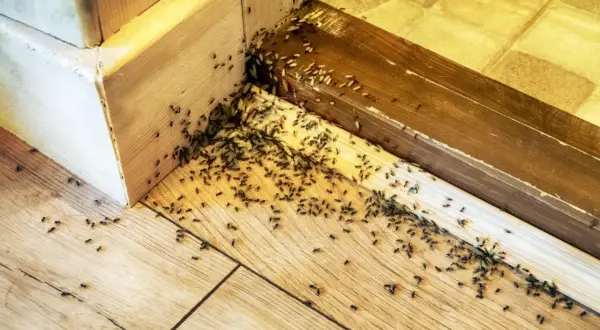 Plaga mrówek w rogu pokoju, na drewnianej podłodze i listwach. Szukasz sposobu, jak się pozbyć mrówek z domu?