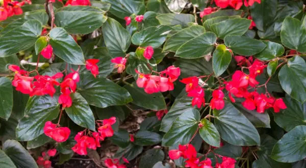 Kwitnąca begonia dragon, gotowa na zimowanie. Jej jaskrawoczerwone kwiaty i błyszczące liście tworzą piękny dywan.