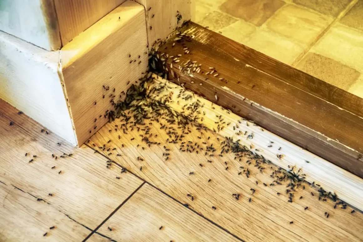 Plaga mrówek w rogu pokoju, na drewnianej podłodze i listwach. Szukasz sposobu, jak się pozbyć mrówek z domu?