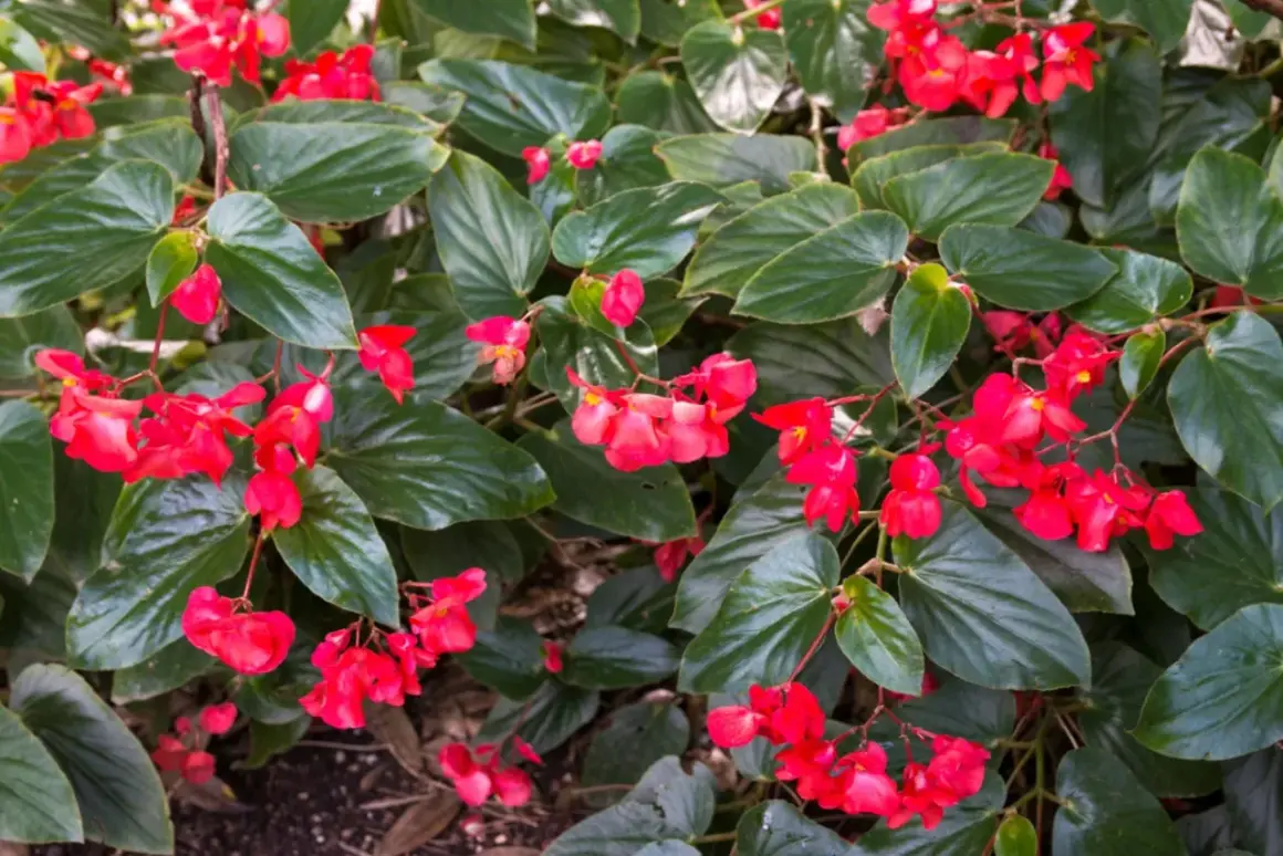 Kwitnąca begonia dragon, gotowa na zimowanie. Jej jaskrawoczerwone kwiaty i błyszczące liście tworzą piękny dywan.