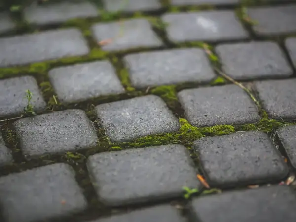 Mech na kostce brukowej? Oto jak usunąć go, by ścieżka znów lśniła.